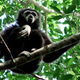 Illustration for article titled Gibbons on helium use the same vocal techniques as opera singers